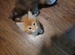 Polydactl Male Red Maine Coon - Maine Coon Cat For Sale - Cumming, GA, US