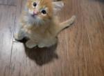 Red Male Maine Coon - Maine Coon Cat For Sale - Cumming, GA, US