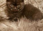 Stunning Luxury kittens - Scottish Straight Cat For Sale - MI, US