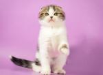 Foggi - Scottish Fold Cat For Sale - Hollywood, FL, US