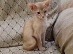 Kris - Abyssinian Cat For Sale - Norwalk, CT, US