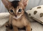 Felix - Abyssinian Cat For Sale - Staten Island, NY, US