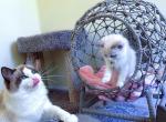 Super Cuddly and sweet Ragdoll baby - Ragdoll Cat For Sale - New York, NY, US