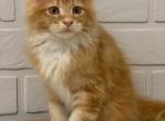 Cute Orange - Maine Coon Cat For Sale - NY, US