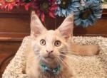 Titan Male Ready to go - Maine Coon Cat For Sale - Crestview, FL, US