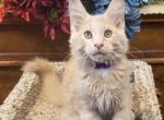 Piper Male Ready for new home - Maine Coon Cat For Sale - Crestview, FL, US