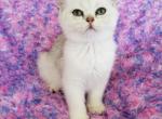 Luka - British Shorthair Cat For Sale - New York, NY, US