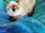 Girlie - Siamese Cat For Sale - New York, NY, US