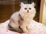 Akira - Scottish Straight Cat For Sale - MD, US