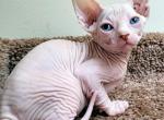 Blizzard - Sphynx Cat For Sale - Mundelein, IL, US