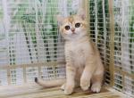 British Shorthair Golden girl - British Shorthair Cat For Sale - Odessa, FL, US