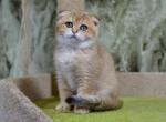 Tina - Scottish Fold Cat For Sale - NY, US