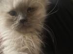 Lilac Himalayan Female - Himalayan Cat For Sale - Biglerville, PA, US