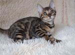 Egevika - Bengal Cat For Sale - Miami, FL, US