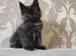 Zabudza - Maine Coon Cat For Sale - Hollywood, FL, US