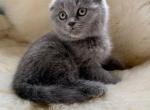 Lara - Scottish Fold Cat For Sale - Miami, FL, US