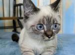 Simon - Munchkin Cat For Sale - Joplin, MO, US