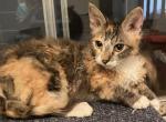 Tortie and white female - LaPerm Cat For Sale - Salem, OR, US