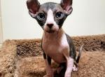 Lancelot - Sphynx Cat For Sale - Mundelein, IL, US