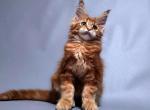 Dakota - Maine Coon Cat For Sale - New York, NY, US