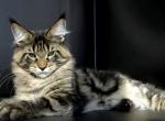 Cliff - Maine Coon Cat For Sale - Los Angeles, CA, US