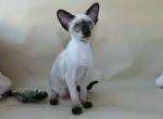 Mirabella - Oriental Cat For Sale - Norwalk, CT, US