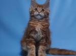 Debby - Maine Coon Cat For Sale - Los Angeles, CA, US