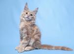 Deizy - Maine Coon Cat For Sale - New York, NY, US