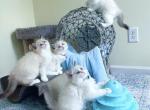 Ragdoll kittens - Ragdoll Cat For Sale - New York, NY, US