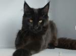 Diadem - Maine Coon Cat For Sale - New York, NY, US