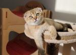 Yukki - Scottish Fold Cat For Sale - New York, NY, US