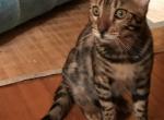 Pirate - Bengal Cat For Sale - PA, US