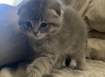 Beep 1 - Scottish Fold Cat For Sale - Denver, CO, US