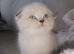 Beep 4 - Scottish Fold Cat For Sale - Denver, CO, US