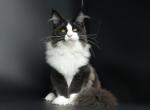 Freddie - Maine Coon Cat For Sale - New York, NY, US