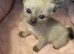 Neva - Siamese Cat For Sale - ID, US
