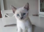 Siamese Tortie Point - Siamese Cat For Sale - Dunn, NC, US