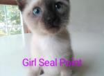 Siamese Seal Point - Siamese Cat For Sale - Dunn, NC, US