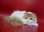 Kevin - Persian Cat For Sale - Yucca Valley, CA, US