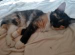 Calico Manx Female - Manx Cat For Sale - Mokelumne Hill, CA, US