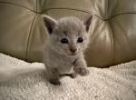 Russian blue male - Russian Blue Cat For Sale - Orlando, FL, US