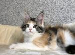 Pansy - Maine Coon Cat For Sale - Norwalk, CT, US