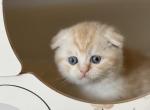 ELTON Scottish fold male - Scottish Fold Cat For Sale - Sunnyvale, CA, US