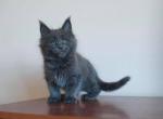 Jonson - Maine Coon Cat For Sale - Norwalk, CT, US