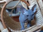 Bali - Sphynx Cat For Sale - Norwalk, CT, US