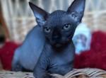 Helius - Sphynx Cat For Sale - Norwalk, CT, US