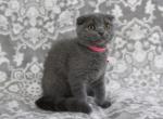 Fairy - Scottish Fold Cat For Sale - Nicholasville, KY, US