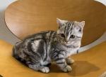 Demi - British Shorthair Cat For Sale - Miami, FL, US