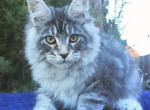 Urban - Maine Coon Cat For Sale - Norwalk, CT, US