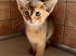 Unit - Abyssinian Cat For Sale - Norwalk, CT, US